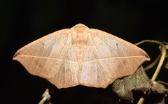 Psilocerea pulverosa