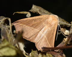 Psilocerea pulverosa