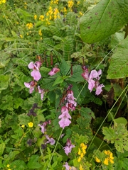 Impatiens sulcata