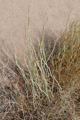 Senna armata