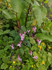 Impatiens sulcata