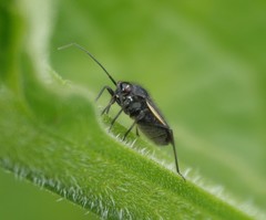 Capsodes