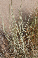 Senna armata