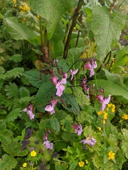 Impatiens sulcata
