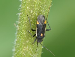 Capsodes