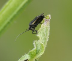 Capsodes