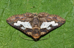 Pericyma mendax