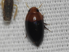 Hydrocanthus atripennis
