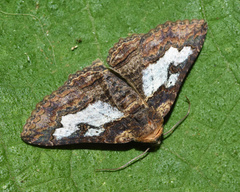 Pericyma mendax