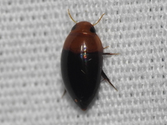 Hydrocanthus atripennis