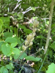 Liparis loeselii