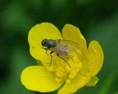 Thricops semicinereus