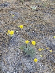 Hymenopappus filifolius lugens