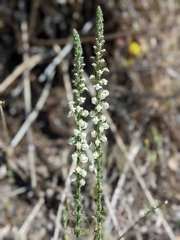 Sairocarpus coulterianus