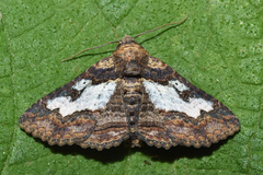 Pericyma mendax