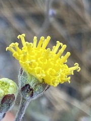 Hymenopappus filifolius lugens