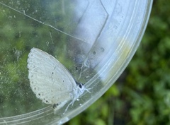 Celastrina neglectamajor