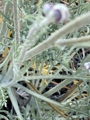 Hymenopappus filifolius lugens