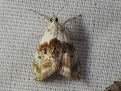 Lipocosma septa