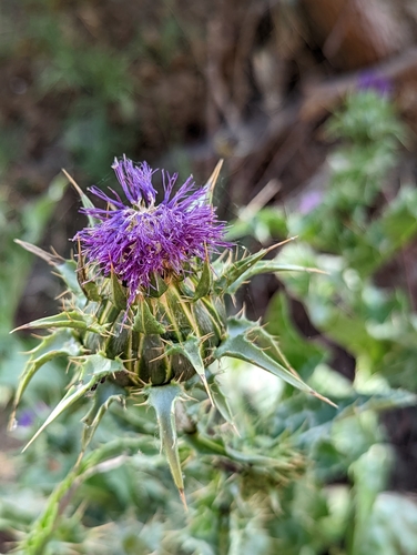 Silybum marianum