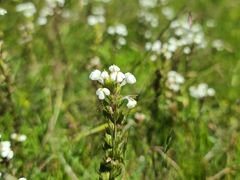 Triphysaria versicolor
