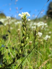 Triphysaria versicolor