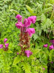 Pedicularis megalantha