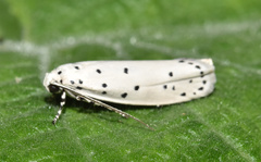 Ethmia coscineutis