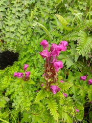 Pedicularis megalantha