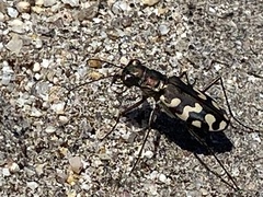 Cicindela carthagena