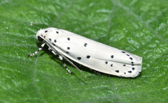 Ethmia coscineutis