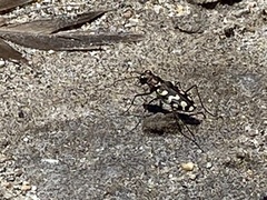 Cicindela carthagena