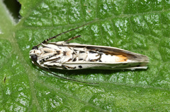 Ethmia coscineutis