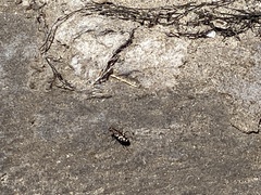 Cicindela carthagena