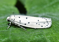 Ethmia coscineutis
