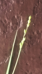 Dichanthelium neuranthum