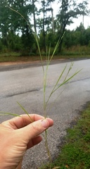 Dichanthelium neuranthum