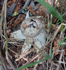 Geastrum striatum