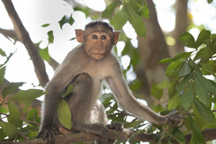 Macaca radiata