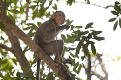 Macaca radiata