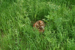 Odocoileus virginianus dacotensis