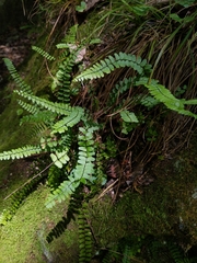 Asplenium × heteroresiliens