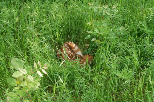 Dakota White-tailed Deer photographed in South Dakota
