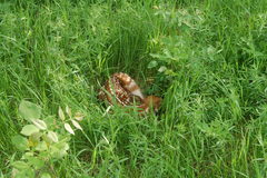 Odocoileus virginianus dacotensis