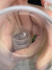 Cordylepherus viridis