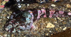 Smoothhead Sculpin photo 4