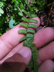 Asplenium × heteroresiliens