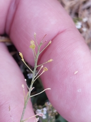 Capsella × gracilis