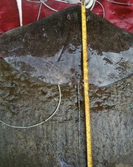 Gymnura poecilura