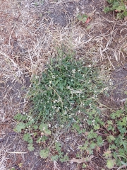 Capsella × gracilis